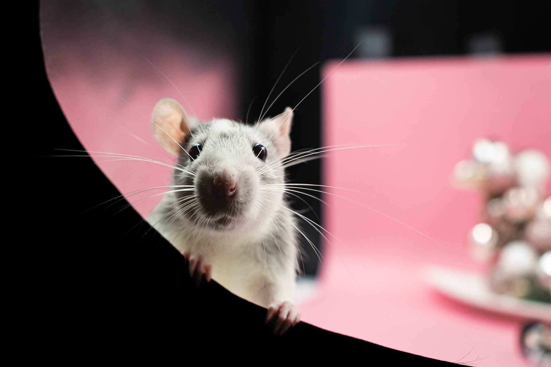 Threat Actor Leverages Cloudflare for RAT Delivery